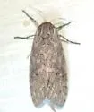 Stictocompe suffusa - Hodges#8149 - photo 3