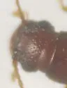 Stictocranius mariae - photo 2