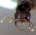 Stictocranius puncticeps - photo 2
