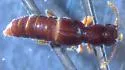 Stictocranius puncticeps - photo 3