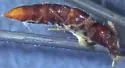 Stictocranius puncticeps - photo 4
