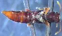 Stictocranius puncticeps - photo 5