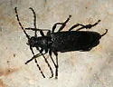 Red-shouldered Pine Borer