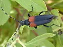 Red-shouldered Pine Borer - photo 2