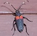 Red-shouldered Pine Borer - photo 3