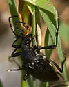 Red-shouldered Pine Borer - photo 4