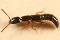 Stictolinus flavipes