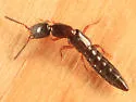 Stictolinus flavipes - photo 2