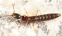 Stictolinus flavipes - photo 3