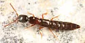 Stictolinus flavipes - photo 4