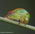 Stictolobus arcuatus