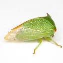Stictolobus arcuatus - photo 2