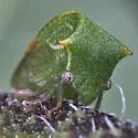 Stictolobus arcuatus - photo 4