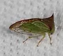 Stictolobus borealis