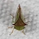 Stictolobus borealis - photo 2