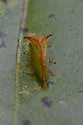 Stictolobus borealis - photo 3