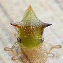 Stictolobus borealis - photo 4