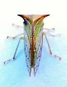Stictolobus borealis - photo 5