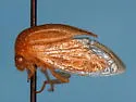 Stictolobus minutus