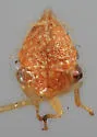 Stictolobus minutus - photo 4