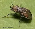 Stictomyia longicornis