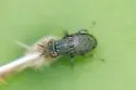Stictomyia longicornis - photo 2