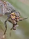 Stictomyia longicornis - photo 3
