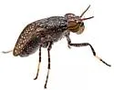 Stictomyia longicornis - photo 4