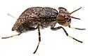 Stictomyia longicornis - photo 5