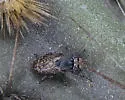 Stictomyia punctata