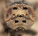Stictomyia punctata - photo 2