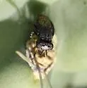 Stictomyia punctata - photo 3