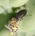 Stictomyia punctata - photo 4