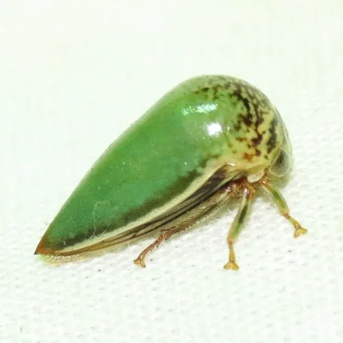 Stictopelta marmorata