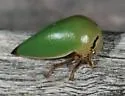 Stictopelta nova