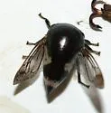 Stictopelta pulchella