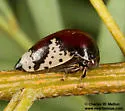 Stictopelta pulchella - photo 3