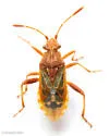 Stictopleurus knighti 0