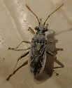 Stictopleurus plutonius