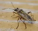 Stictopleurus plutonius - photo 2