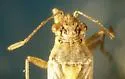 Stictopleurus plutonius - photo 3
