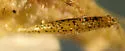 Stictopleurus plutonius - photo 4