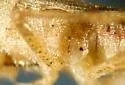 Stictopleurus plutonius - photo 5
