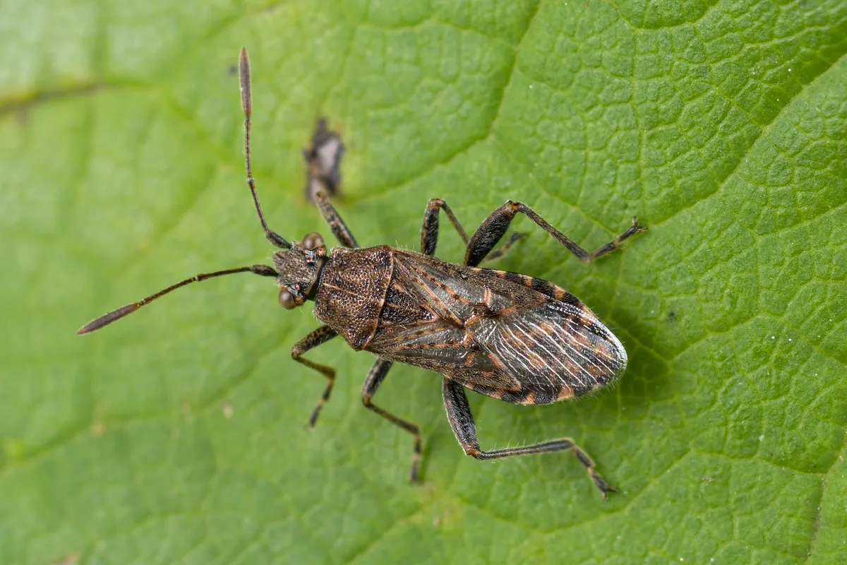 Stictopleurus punctatonervosus - photo 3