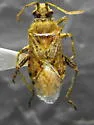 Stictopleurus punctiventris
