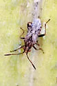 Stictopleurus punctiventris - photo 2