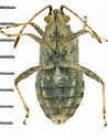 Stictopleurus punctiventris - photo 3