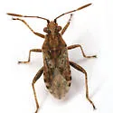 Stictopleurus punctiventris - photo 4