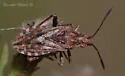 Stictopleurus punctiventris - photo 5