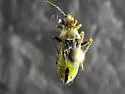 Stictopleurus viridicatus
